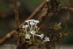 Spermadictyon suaveolens